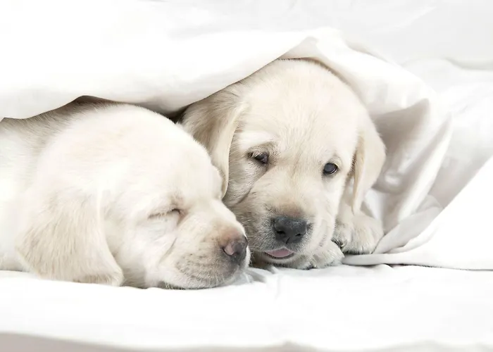 Top-Rated Hotels Near Barcelona City Center